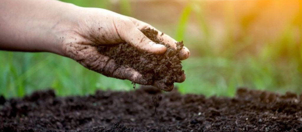 Building Healthy Soil in Permaculture Gardens