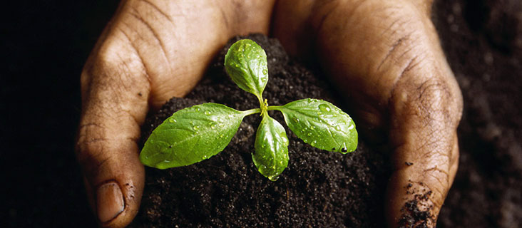 13 Steps to restore your gardens soil