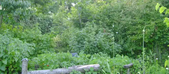 Regenerative Practices in Gardens