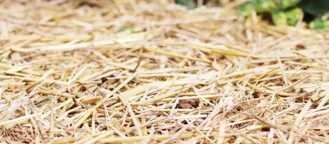 Soil Aeration In Your Garden