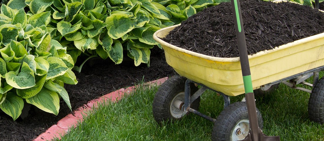 Soil Health: Building the Foundation for Your Garden's Success