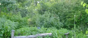 Regenerative Practices in Gardens