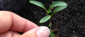 Starting Seeds Indoors: A Guide to Jumpstart Your Spring Garden