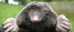 Plant Care and Maintenance