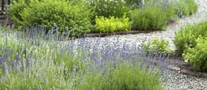 Vegetable and Herb Gardening